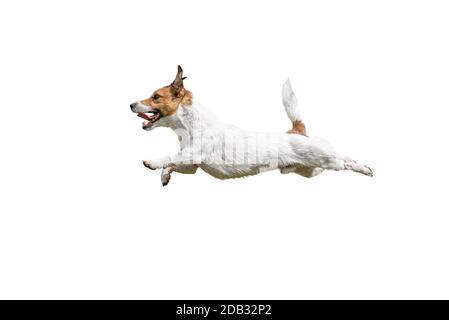 Vista profilo di corsa veloce e salto Jack Russell Terrier cane su sfondo bianco Foto Stock