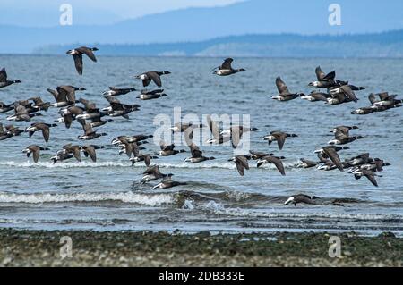 Un gregge di oche di Brent sulla strada per il loro nutrimento Terreni a Parksville sull'Isola di Vancouver durante la loro migrazione verso sud Dalla loro estate dell'Alaska Foto Stock