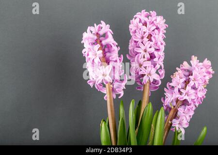 Fiori di geocinto rosa su sfondo grigio. Boccioli luminosi per decorazione e cartoline. Foto Stock