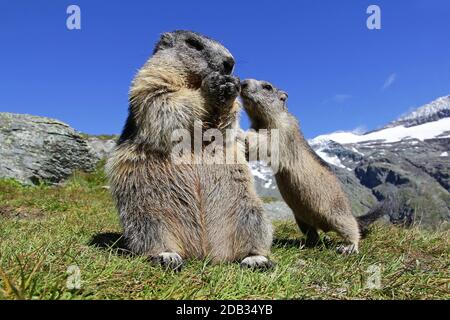 Una madre marmotta con il suo bambino curioso marmotta nel Alte montagne dell'Austria Foto Stock