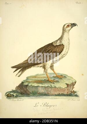 Le blagre o aquila di mare dal belo bianco (Haliaetus leucogaster), noto anche come aquila di mare bianca, è un grande uccello diurno di preda della famiglia Accipitridae. Bird of Prey from the Book Histoire naturelle des oiseaux d'Afrique [Storia Naturale degli uccelli dell'Africa] di le Vaillant, François, 1753-1824; Publish in Paris by Chez J.J. Fuchs, libraire .1799 Foto Stock