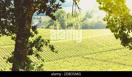 Vigneto di Saint-Emilion, in Francia nei pressi di Bordeaux alla fine della primavera 2017 Foto Stock