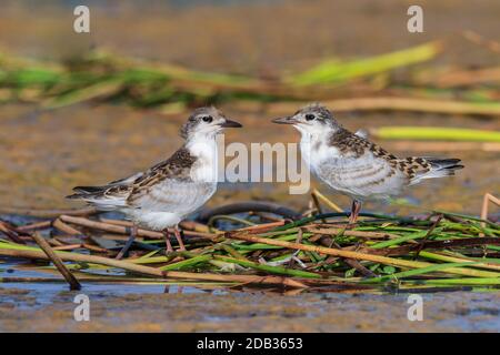 Bambino uccello di comune tern (Sterna hirundo) Foto Stock