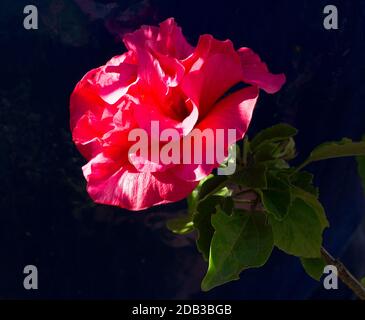 Bel fiore rosso di doppio ibisco con un blu scuro sfondo Foto Stock
