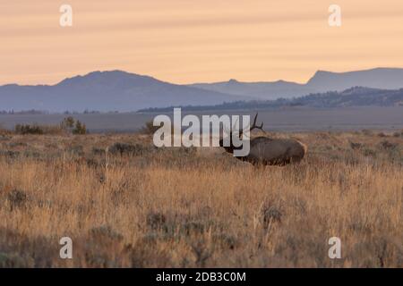 Bull Elk in Wyoming durante la caduta Rut all'alba Foto Stock