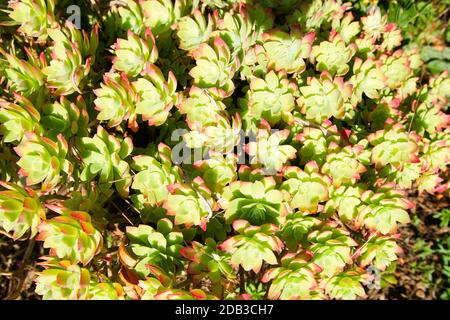 Gruppo di sedum palmeri (Sedum compressum) nel mese di novembre alla fine della giornata. Foto Stock