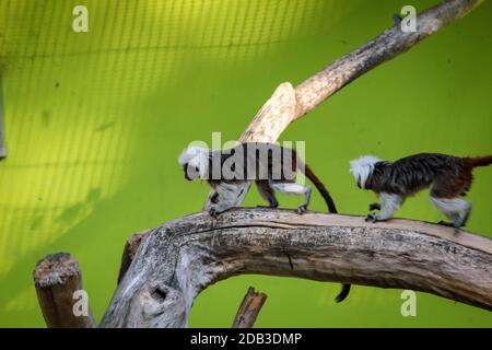 Primo piano di marmosets Bald sui rami Foto Stock