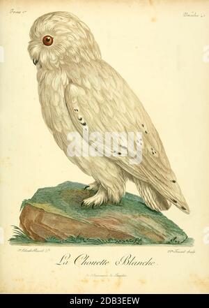 Chouette Effraie o granaio (Tyto alba) uccello di Prey dal Libro Histoire naturelle des oiseaux d'Afrique [Storia Naturale degli uccelli dell'Africa] di le Vaillant, François, 1753-1824; pubblica a Parigi di Chez J.J. Fuchs, libraire .1799 Foto Stock