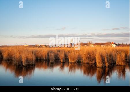 Cintura di canna vicino villaggio di Rust a Neusiedlersee Foto Stock