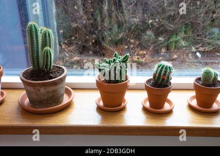 Varie piante di cactus verdi in pentole su un davanzale vicino ad una finestra con le gocce di pioggia in una casa accogliente. Piante da interno decorative photo. Piante in fila Foto Stock