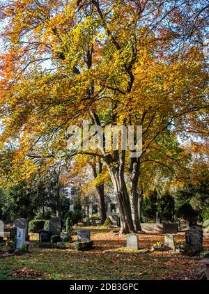 Friedhof Sophien ll,Mitte,Berlin Cimitero in autunno con tombe, tappeto di foglie marroni e filiage dorato sugli alberi Foto Stock