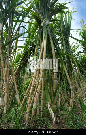 Canna da zucchero, Madera Foto Stock