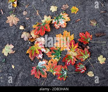 Foglie autunnali vibranti caduti a terra. Foglia arancione, rossa, gialla e verde Foto Stock