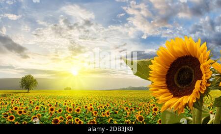 Splendido campo di girasole all'alba con un cielo impressionante e un grande girasole in primo piano. Germania Foto Stock