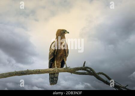 Aquila bruno (Aquila rapax), grande uccello di preda in habitat naturale, kalahari, fauna selvatica del Sudafrica safari Foto Stock