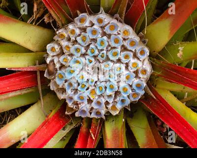 Piccoli fiori blu nel cuore della bromeliade terrestre in fiore in autunno, fascicularia bicolore Foto Stock