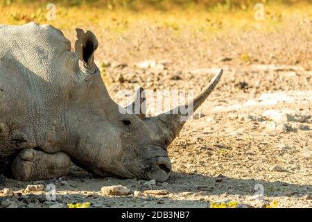 Ritratto di maschio di riposo di rinoceronte bianco riserva del santuario di Khama Rhino, specie minacciate di rinoceronte, fauna selvatica del Botswana, animale selvaggio nel nat Foto Stock