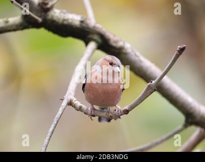 Chaffinch, Fringilla coelebs, in un bosco naturale, Mid Wales, uk Foto Stock