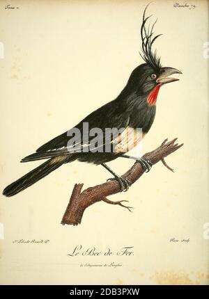 Bec de fer, uccello immaginario del Libro Histoire naturelle des oiseaux d'Afrique [Storia Naturale degli uccelli dell'Africa] Volume 2, di le Vaillant, François, 1753-1824; pubblica a Parigi di Chez J.J. Fuchs, libraire 1799 Foto Stock