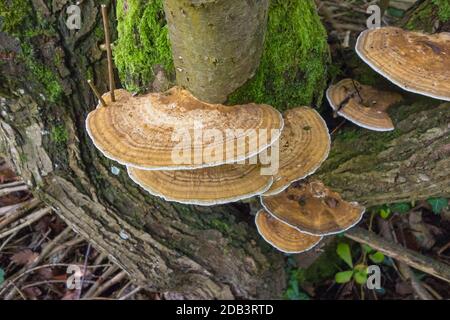 Daedaleopsis confragosa (brushing bracket) che si estende su una riserva naturale nella campagna del Regno Unito Herefordshire. Ottobre 2020 Foto Stock