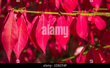 Foglie di colore rosso brillante del cespuglio di Burning (Euonymus alatus) Bodenham Arboretum Worcestershire UK. Ottobre 2020. Foto Stock