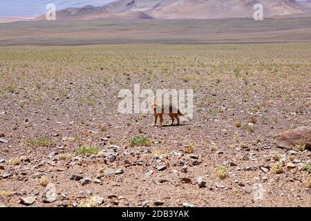 Pampa volpe al Salar di Arizaro alla Puna de Atacama, Argentina. La volpe di Pampas si trova nel nord e nel centro dell'Argentina, Uruguay, B orientale Foto Stock