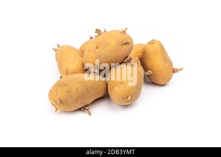 set di piantine di patate germogliate pronte per la piantagione - su sfondo bianco in studio Foto Stock