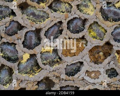 Un primo piano macro di solitario Mason ape nido esposto rivelando trovato parete della cavità che mostra pupa lavae polline di nettare dell'uovo predisposizioni vano fanghette Foto Stock