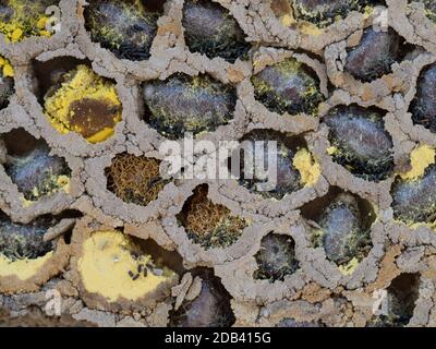 Un primo piano macro di solitario Mason ape nido esposto rivelando trovato parete della cavità che mostra pupa lavae polline di nettare dell'uovo predisposizioni vano fanghette Foto Stock