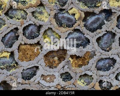 Un primo piano macro di solitario Mason ape nido esposto rivelando trovato parete della cavità che mostra pupa lavae polline di nettare dell'uovo predisposizioni vano fanghette Foto Stock