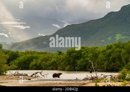Marrone bearÃ‚Â (UrsusÃ‚Â arctos) sulla riva del fiume, lago KurileÃ‚Â, Penisola di Kamchatka, Russia Foto Stock