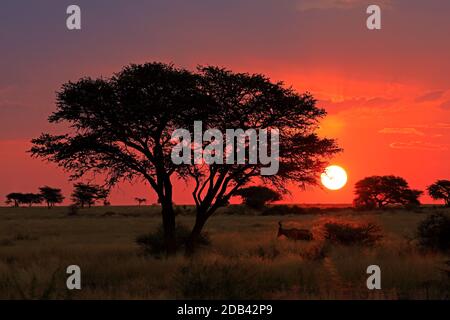 Tramonto panoramico sulla savana africana con albero a silhouette e cielo rosso, Sudafrica Foto Stock