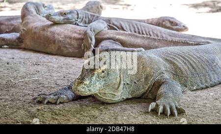 La maggior parte dei draghi reali nel loro habitat naturale sull'isola di Komodo Foto Stock