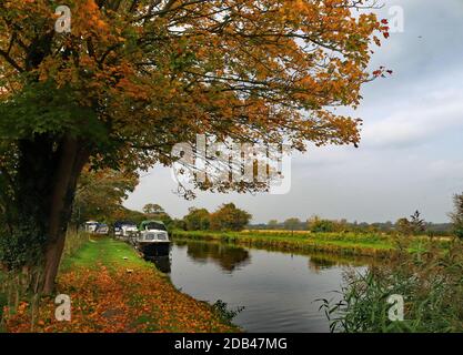 Il sole cattura i colori autunnali e le foglie cadute lungo i New Lane Moorings sul canale di Leeds e Liverpool vicino a Burscough. Foto Stock