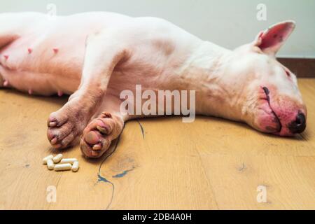 Malato o avvelenato inglese toro terrier cane posa sul pavimento. Foto Stock