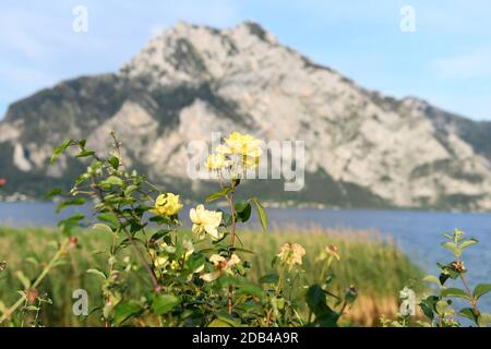 Der Traunstein - ein markanter Berg im Salzkammergut mit Rosen im Vordergrund (Oberösterreich, Österreich) - il Traunstein - una montagna impressionante in t Foto Stock