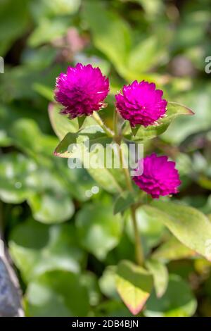 Three Globe amaranth viola, sfondo è foglia verde Foto Stock