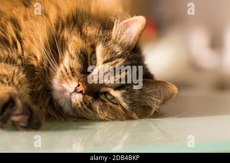 Adorabile gatto dai capelli lunghi con capelli marroni, razza siberiana Foto Stock