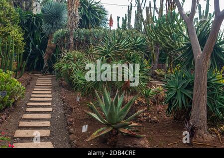 FUNCHAL, Portogallo - 04 novembre 2019: Tropicale Giardino Botanico nella città di Funchal, l'isola di Madeira, Portogallo Foto Stock