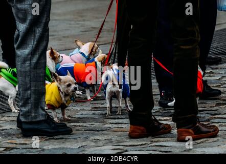 Uomo che porta un grande gruppo di chihuahuas a Madrid, Spagna Foto Stock