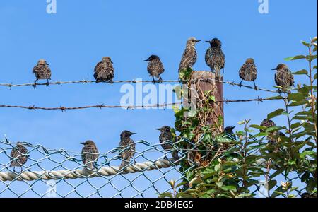 Piccolo gregge di Starlings comuni (Sturnus vulgaris) arroccato su una recinzione (recinzione) in estate in Inghilterra, Regno Unito. Foto Stock