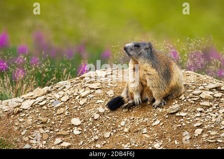 Carino marmotta alpina, marmota marmota, seduta su un mucchio di pietre vicino a den e guardando da parte. Adorabile animale di montagna in ambiente naturale di alta T. Foto Stock