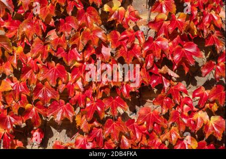 Autunno foglie di Foliage del Creeper giapponese (Parthenocissus tricuspidata), AKA Boston Ivy, Grape Ivy & Japanese Ivy, che crescono su un muro in autunno nel Regno Unito. Foto Stock