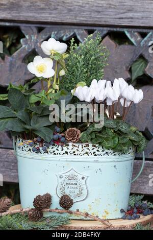 ciclamino bianco, helleborus niger e conifere in vaso di piante d'annata Foto Stock