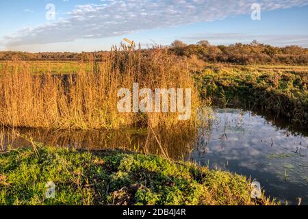 Canale di drenaggio su pascoli di paludi d'acqua dolce sulla riva orientale del Washington. Foto Stock