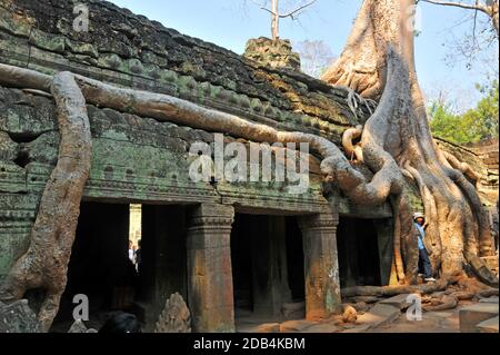Le rote degli alberi che crescono in eccesso del complesso del tempio di Ta Prohm, Angkor, Cambogia Foto Stock