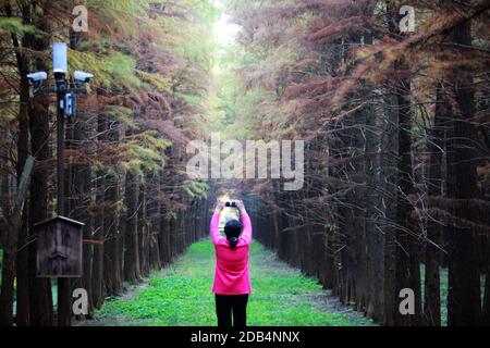 Yangzhou, provincia cinese di Jiangsu. 16 Nov 2020. Un turista scatta delle foto al parco delle paludi Qingshuitan nella città di Gaoyou di Yangzhou, nella provincia di Jiangsu della Cina orientale, 16 novembre 2020. Credit: Meng Delong/Xinhua/Alamy Live News Foto Stock