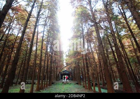 Yangzhou, provincia cinese di Jiangsu. 16 Nov 2020. I turisti visitano il parco delle paludi di Qingshuitan nella città di Gaoyou di Yangzhou, nella provincia di Jiangsu della Cina orientale, il 16 novembre 2020. Credit: Meng Delong/Xinhua/Alamy Live News Foto Stock