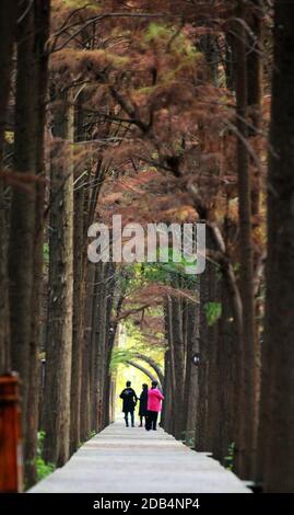 Yangzhou, provincia cinese di Jiangsu. 16 Nov 2020. I turisti visitano il parco delle paludi di Qingshuitan nella città di Gaoyou di Yangzhou, nella provincia di Jiangsu della Cina orientale, il 16 novembre 2020. Credit: Meng Delong/Xinhua/Alamy Live News Foto Stock