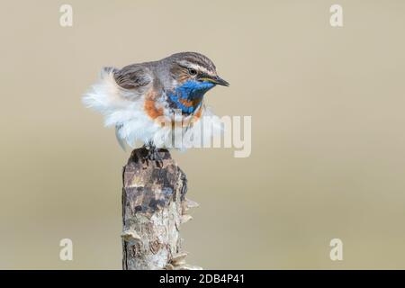 Una raffica di vento su Blueghor maschio (Luscinia svecica) Foto Stock